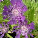 Stokesia laevis 'Purple Parasols' - 