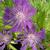 Stokesia laevis 'Purple Parasols'