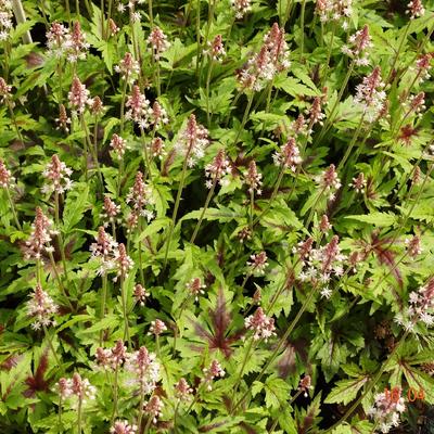 Tiarella 'Sugar and Spice' - Tiarella 'Sugar and Spice'