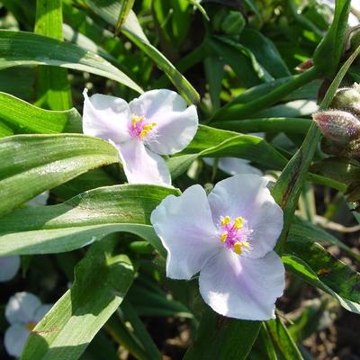 Tradescantia 'Domaine de Courson' - 