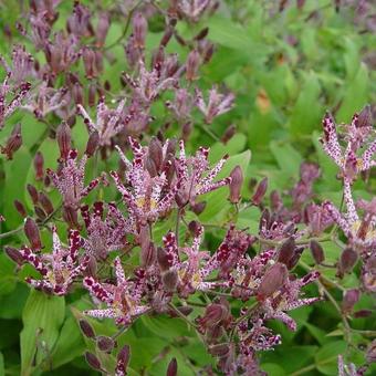 Tricyrtis 'Sinonome'