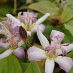 Tricyrtis hirta 'Tojen' - Tricyrtis hirta 'Tojen'