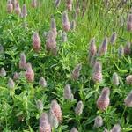 Trifolium rubens 'Peach Pink' - Trifolium rubens 'Peach Pink'