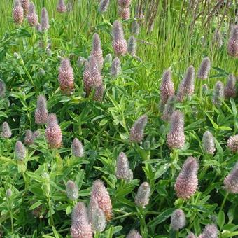 Trifolium rubens 'Peach Pink'