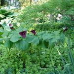 Trillium erectum - Trille rouge