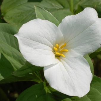 Trillium grandiflorum