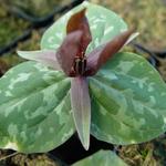 Trillium sessile - 