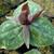 Trillium sessile