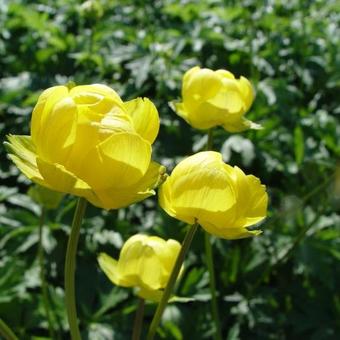 Trollius 'Lemon Queen'