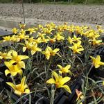 Tulipa clusiana var. chrysantha - Tulipa clusiana