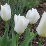 Tulipa 'Purissima' - Tulipa 'Purissima'