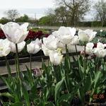 Tulipa 'Shirley' - 