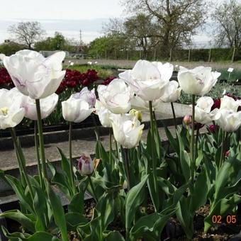 Tulipa 'Shirley'