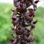 Veratrum nigrum - 