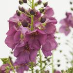 Verbascum 'Plum Smokey' - 