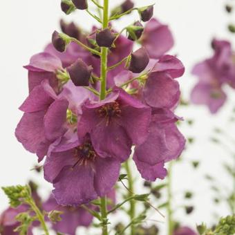 Verbascum 'Plum Smokey'