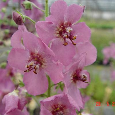 Verbascum 'Summer Sorbet' - 