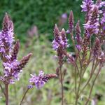 Verbena hastata 'Blue Spires' - 