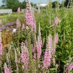 Veronica longifolia 'Charming Pink' - 