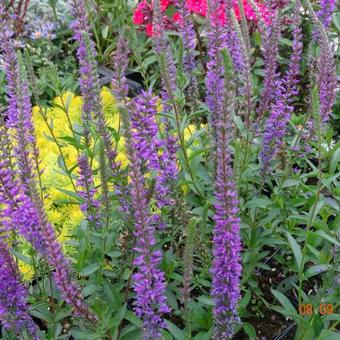 Veronica longifolia 'Sonja'