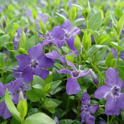 Vinca minor 'Marie'