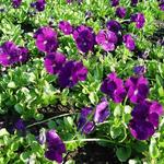 Viola cornuta 'Martin' - 