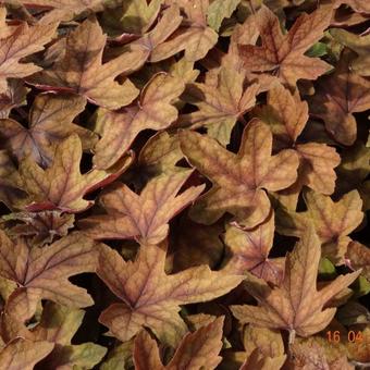 X Heucherella 'Art Deco'