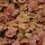 X Heucherella 'Buttered Rum'