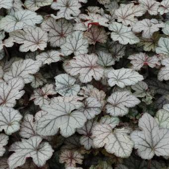 X Heucherella 'Cracked Ice'