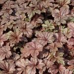 X Heucherella 'Gunsmoke' - 