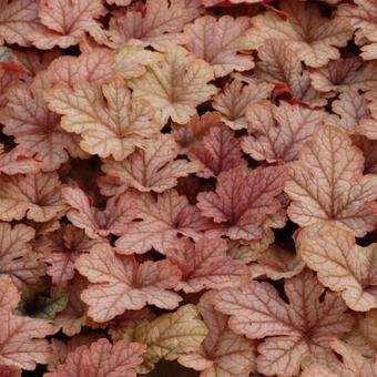 X Heucherella 'Honey Rose'