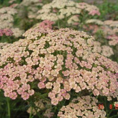 Achillea millefolium 'Lachsschönheit' - Achillea millefolium 'Lachsschönheit'