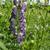 Aconitum x cammarum 'Bicolor'