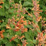 Agastache 'KUDOS Mandarin' - Agastache 'KUDOS Mandarin'