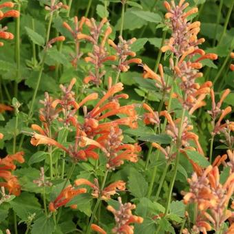 Agastache 'KUDOS Mandarin'