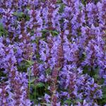 Agastache 'SUMMER Sky' - 