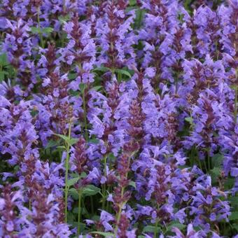 Agastache 'SUMMER Sky'