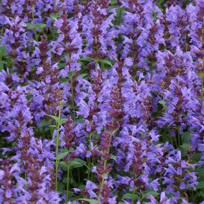 Agastache 'SUMMER Sky' - 