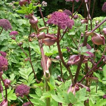 Angelica gigas