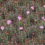 Armeria maritima 'Rubrifolia' - Armeria maritima 'Rubrifolia'