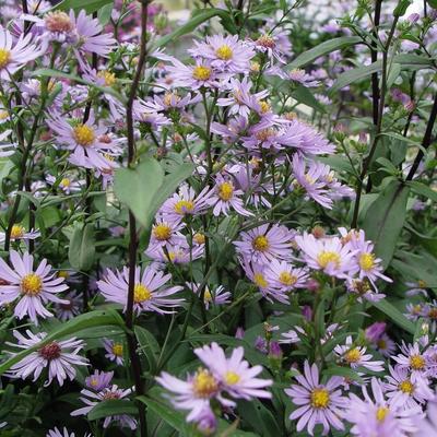 Aster laevis 'Calliope'