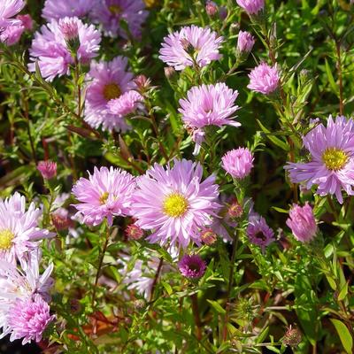 Aster novi-belgii 'Fellowship'