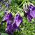 Campanula 'Kent Belle'