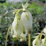 Dicentra formosa 'Aurora' - Dicentra formosa 'Aurora'