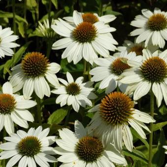 Echinacea purpurea 'POWWOW White'