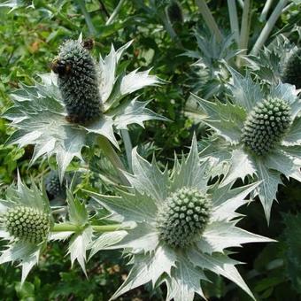 Eryngium giganteum