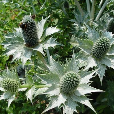 Eryngium giganteum - 