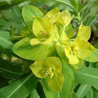 Euphorbia schillingii