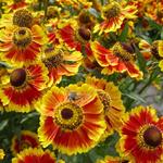 Helenium 'Biedermeier' - 