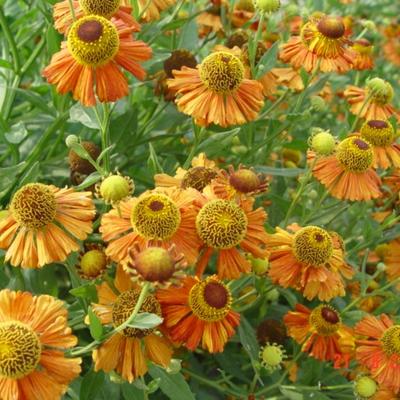 Helenium 'Kupferzwerg'